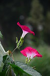 牵牛花