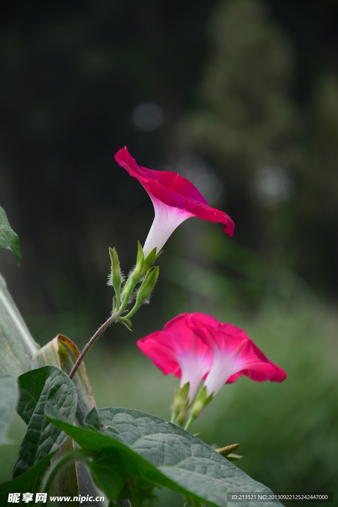 牵牛花