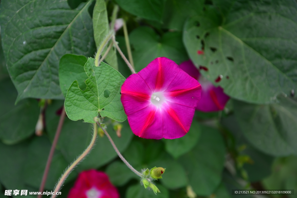 牵牛花