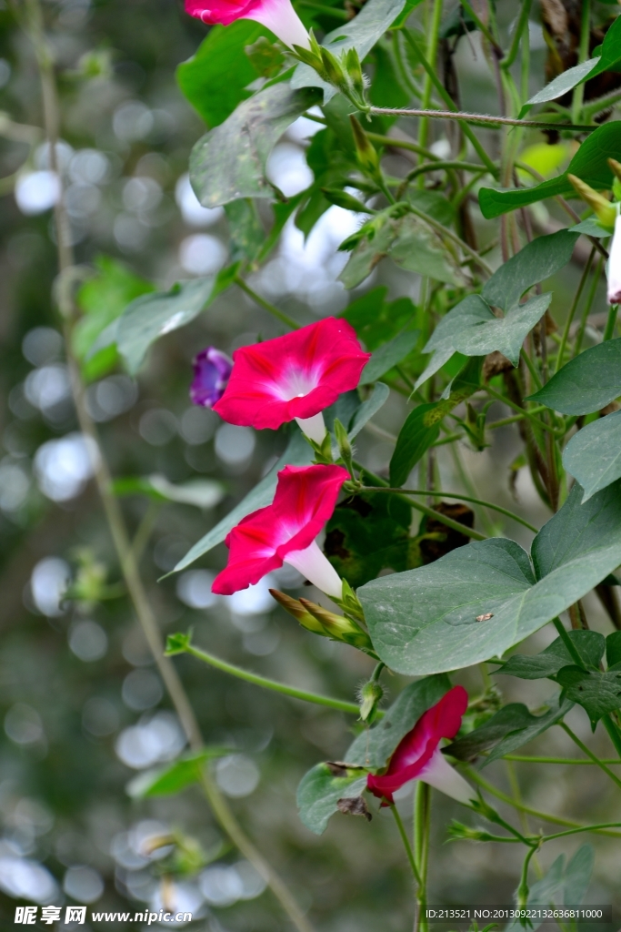 牵牛花