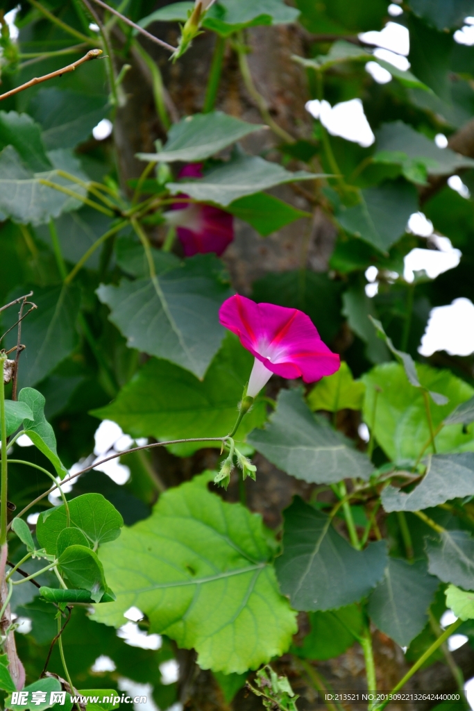 牵牛花