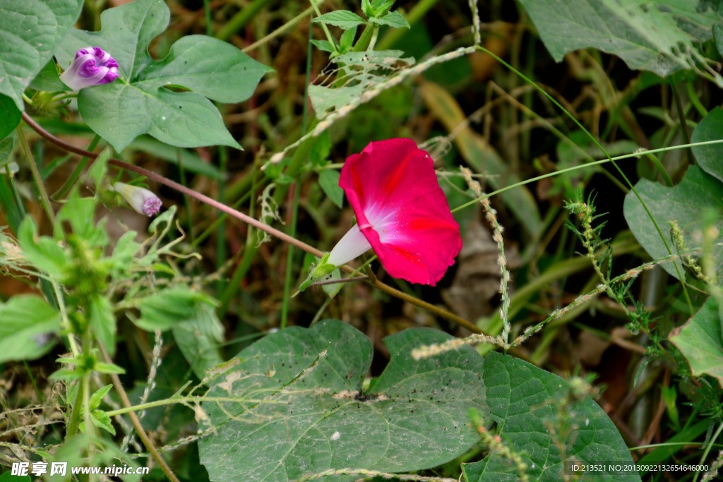 牵牛花