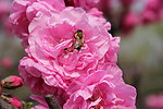 摄影蜜蜂