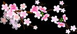 梅花透明flash