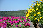 小花