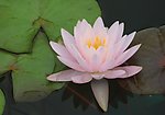 睡莲