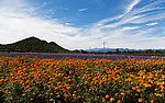 花海蓝天