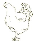 插画鸡