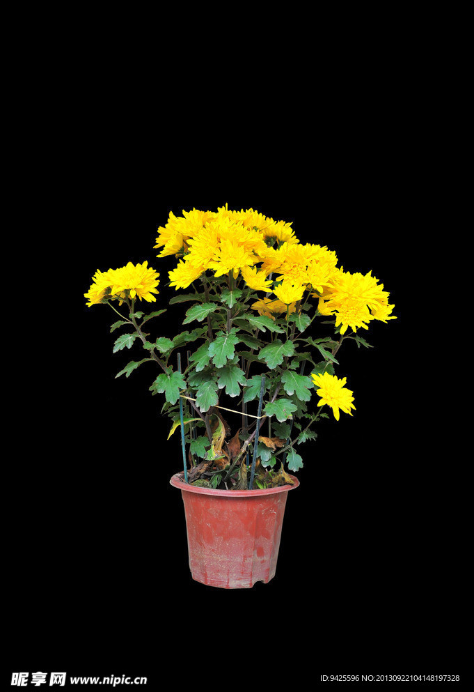 盆菊 菊花