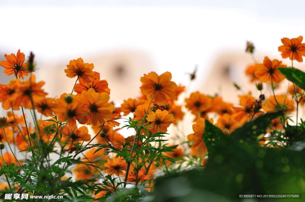 花色