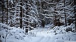 雪松