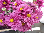 粉菊花
