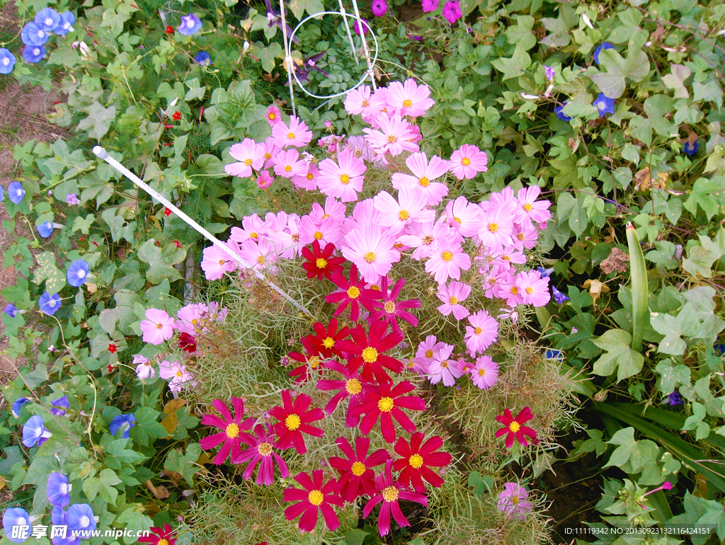 波斯菊