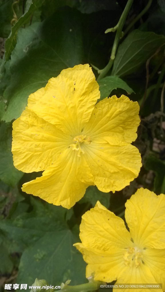 花叶