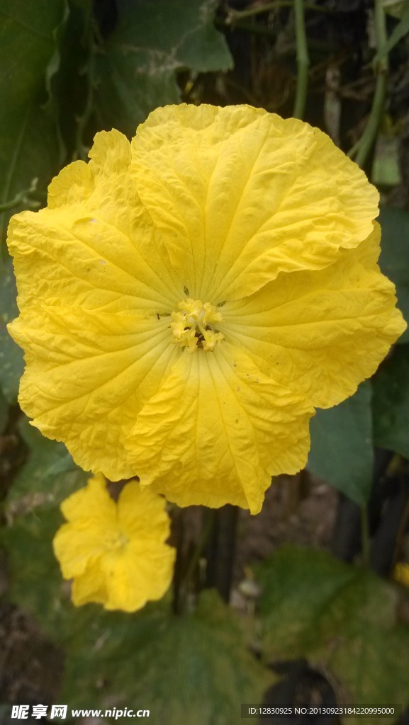 黄花