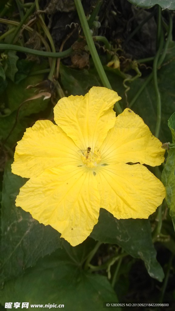 盛开的花