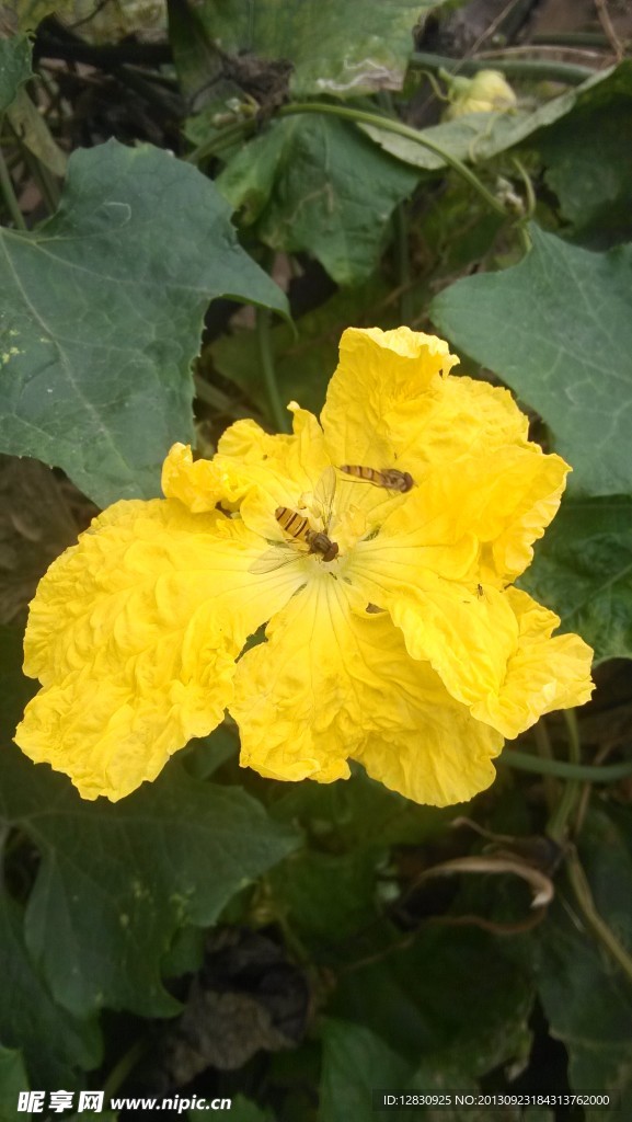 蜜蜂