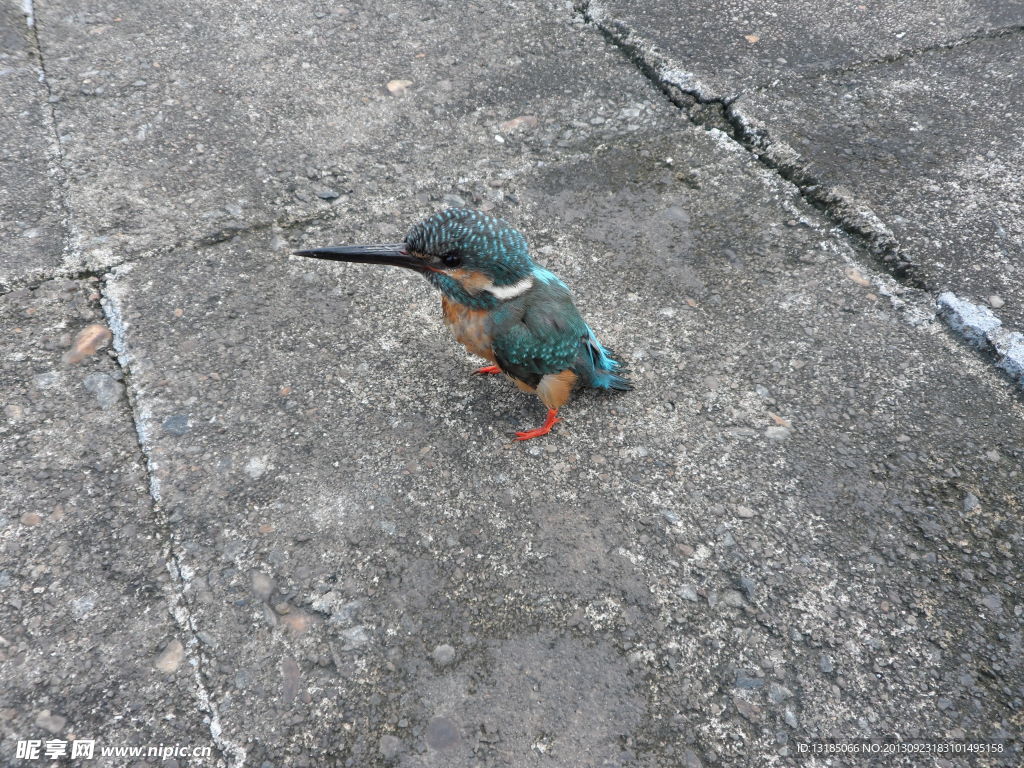 翠鸟