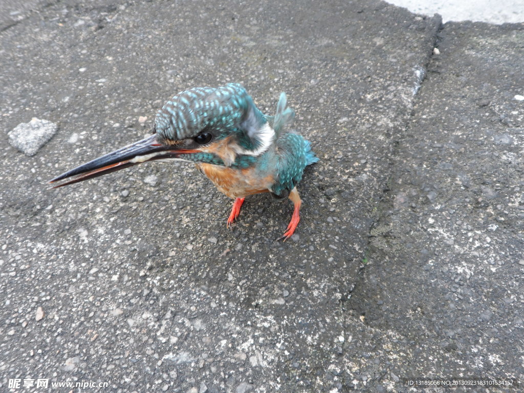 翠鸟