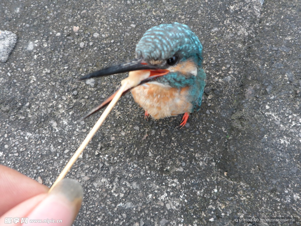 翠鸟