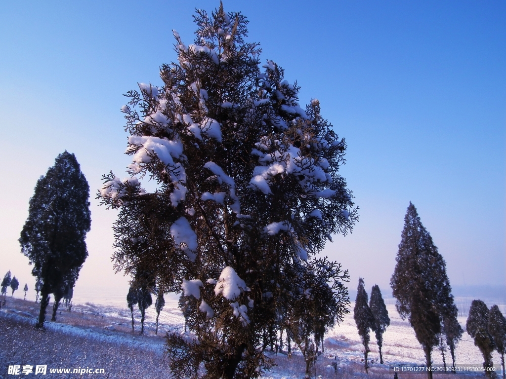 雪压松树