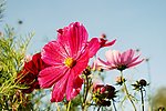 波斯菊