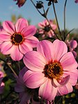 松果菊