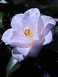茶花