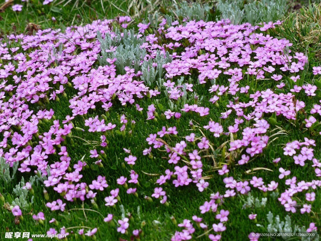 水仙花
