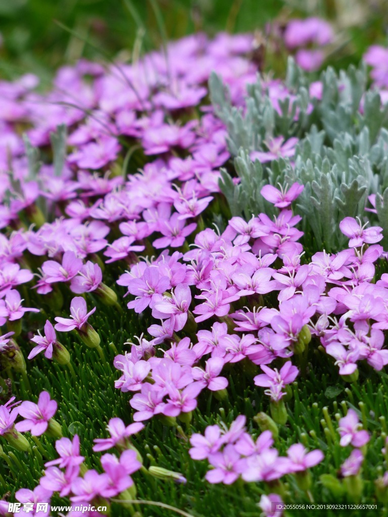 水仙花