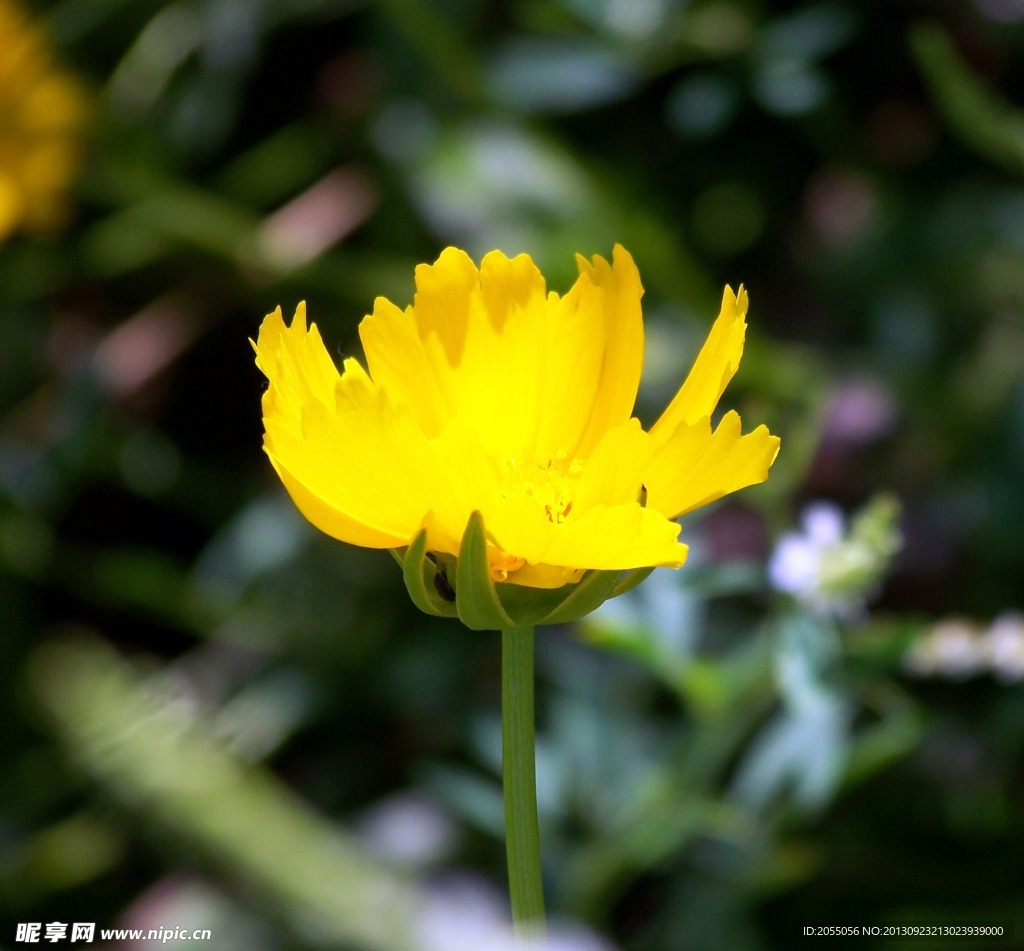 菊花 野菊花