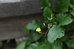 小黄花