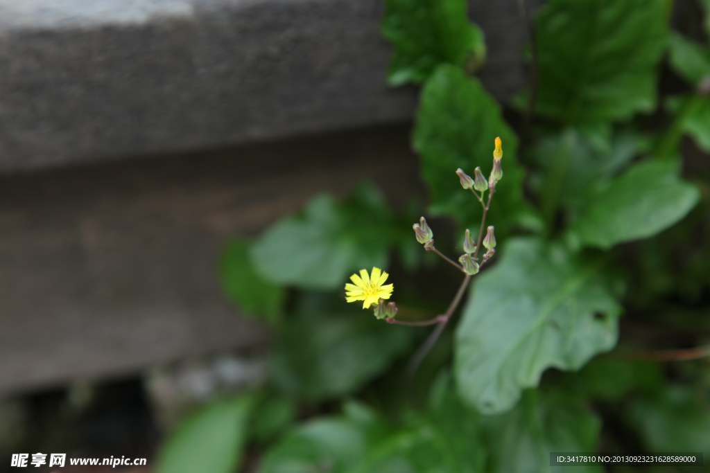 小黄花