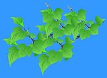 桑叶flash植物