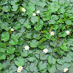 莲花