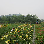 鲜花