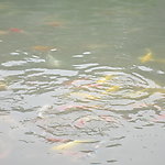 水面