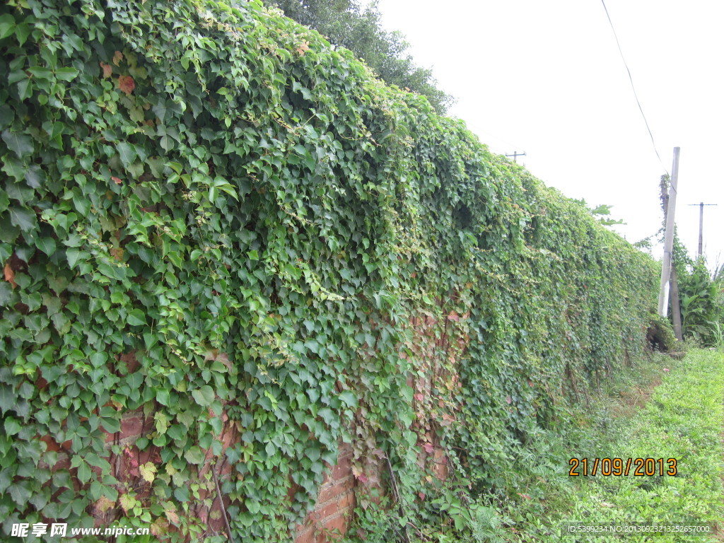 爬山虎绿墙