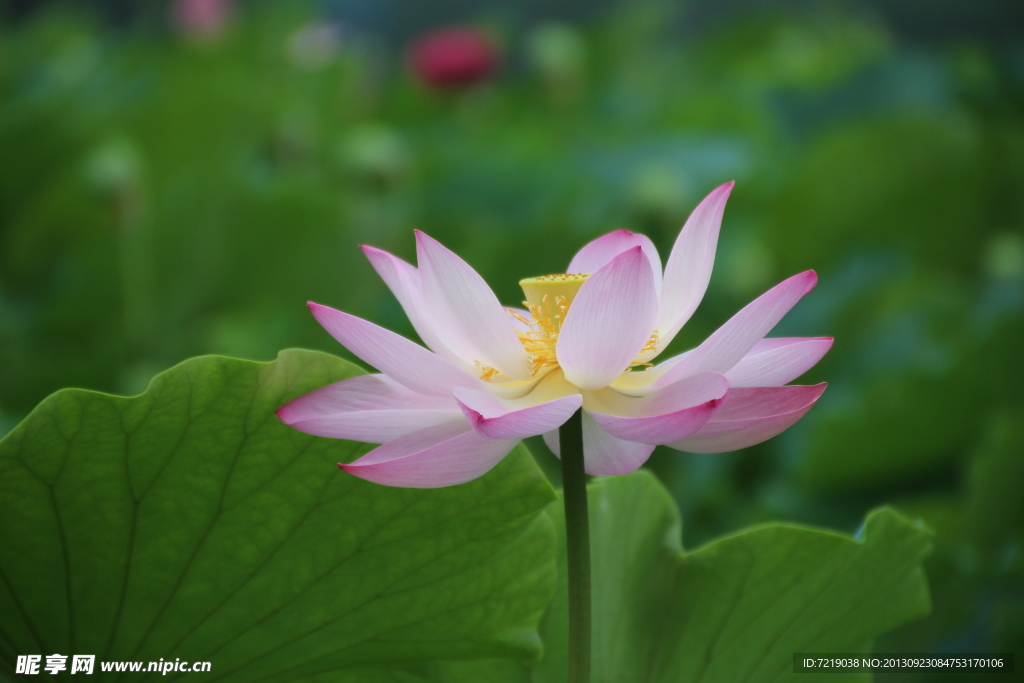 荷花