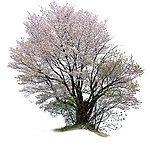 樱花树