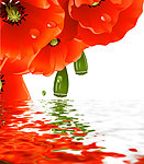 水中花卉