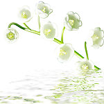 水中花卉