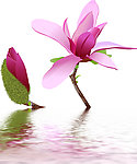水中花卉