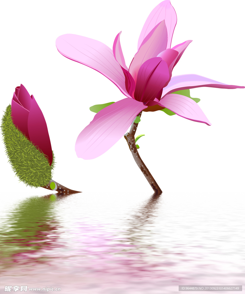 水中花卉