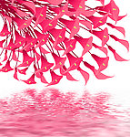 水中花卉
