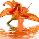 水中花卉