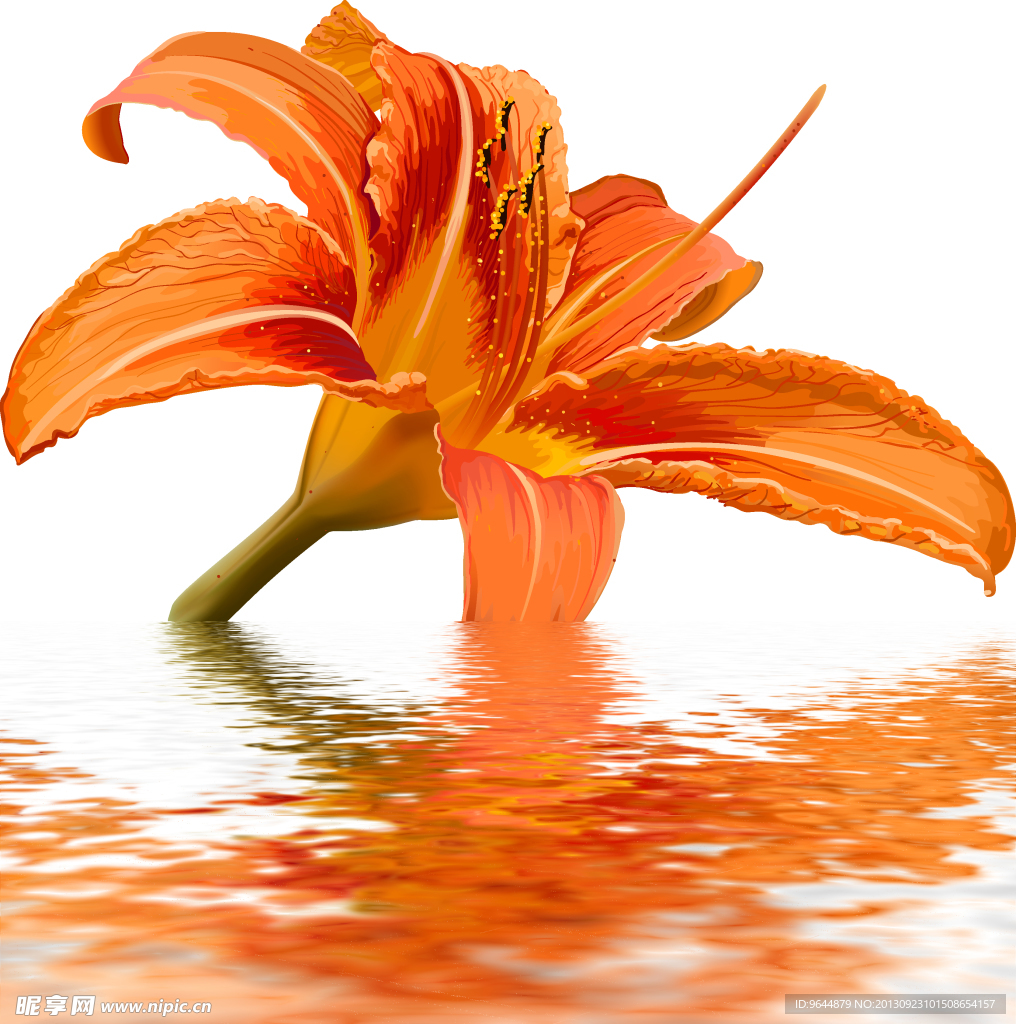 水中花卉