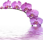 水中花卉