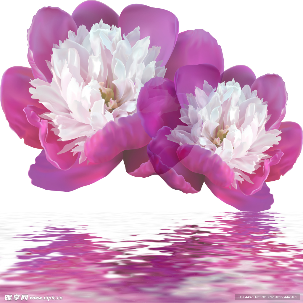 水中花卉