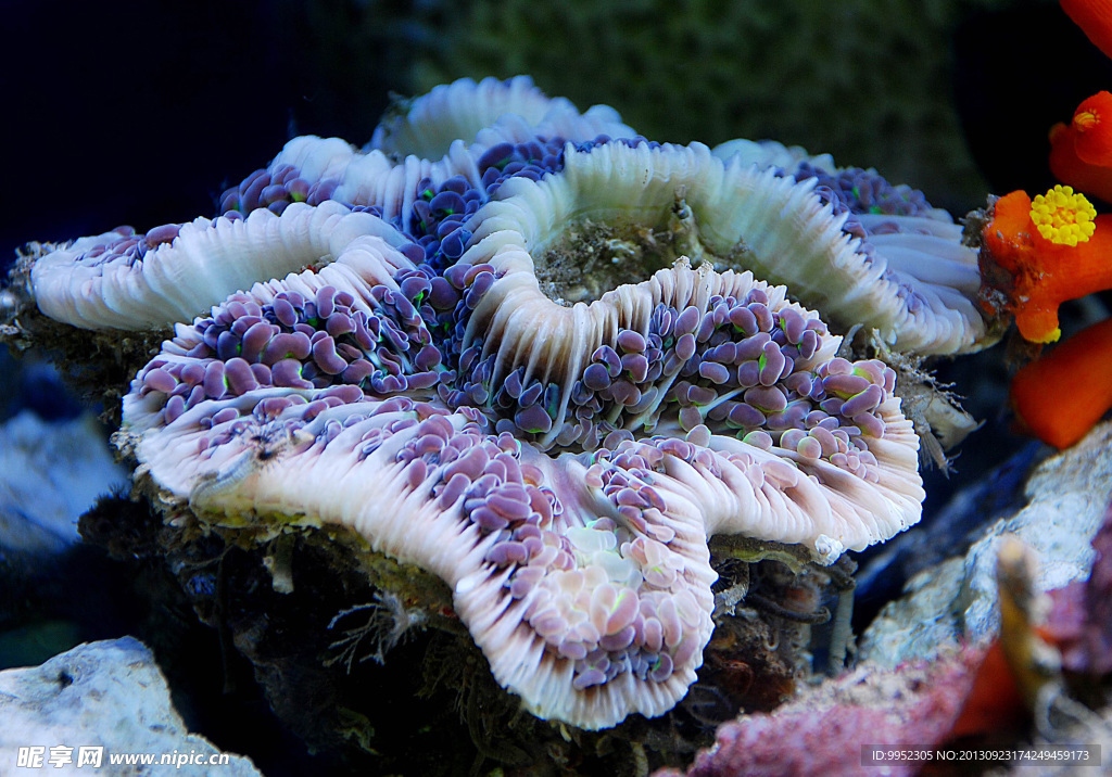 海洋生物